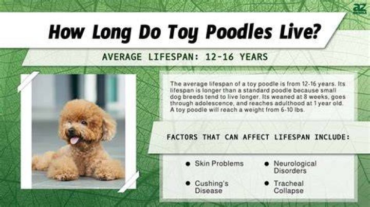 A Comprehensive Guide to Poodle Average Lifespan: Everything You Need to Know