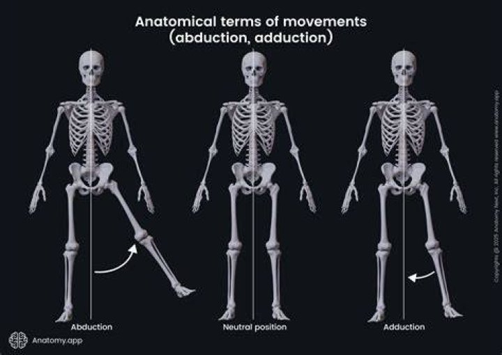 Abduction vs Adduction Anatomy: Understanding the Key Movements in Human Kinetics