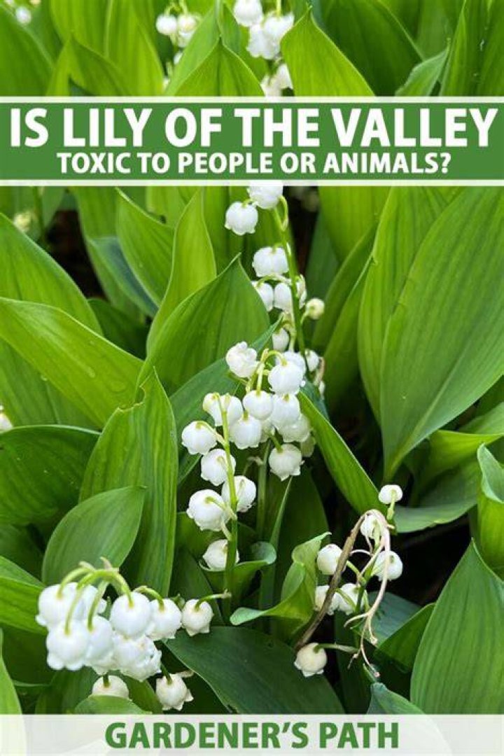 Are Lilies of the Valley Poisonous? Unveiling the Truth Behind These Beautiful Blooms