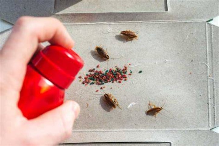 Best Roach Killer for Home: Ultimate Guide to Eliminate Roaches Permanently