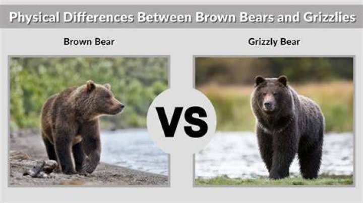 Brown Bear vs Grizzly: Understanding the Differences and Similarities