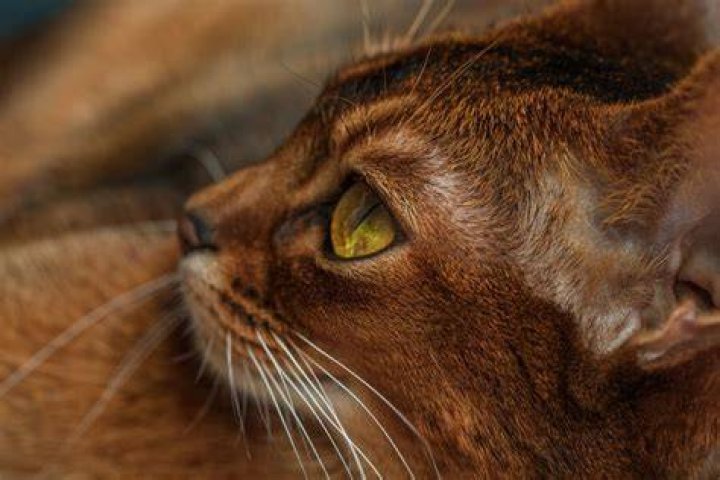 Brown Cat Personality: Unveiling the Unique Traits of Brown Cats