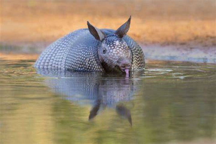 Can Armadillos Swim? Discover Their Surprising Aquatic Abilities