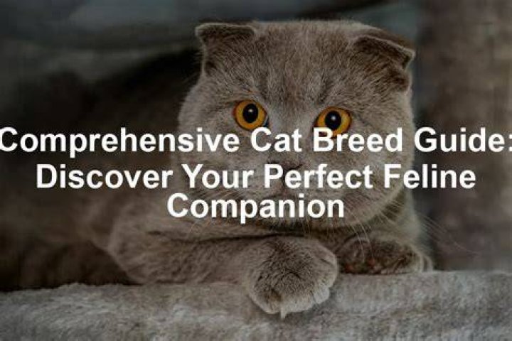 Cat Timf: A Comprehensive Guide to Understanding the Exceptional Feline Breed
