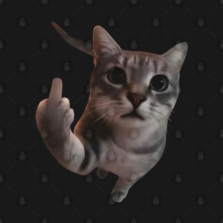 Cat With Middle Finger Meme: A Comprehensive Exploration of Viral Feline Humor