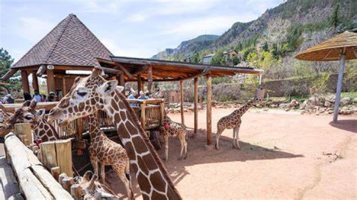 Colorado Springs Zoo Prices: A Comprehensive Guide to Your Family Adventure