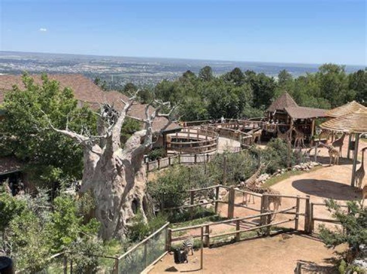 Colorado Zoo Tickets: Your Ultimate Guide to a Memorable Experience