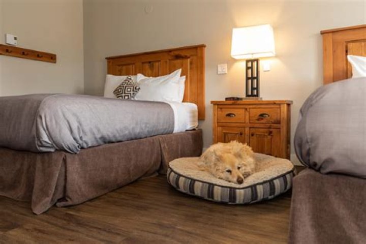 Discover the Best Shenandoah Pet Friendly Lodging for Your Furry Friend