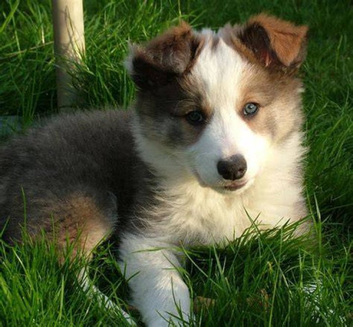 Discover the Charm of a Light Brown Border Collie Puppy: A Comprehensive Guide