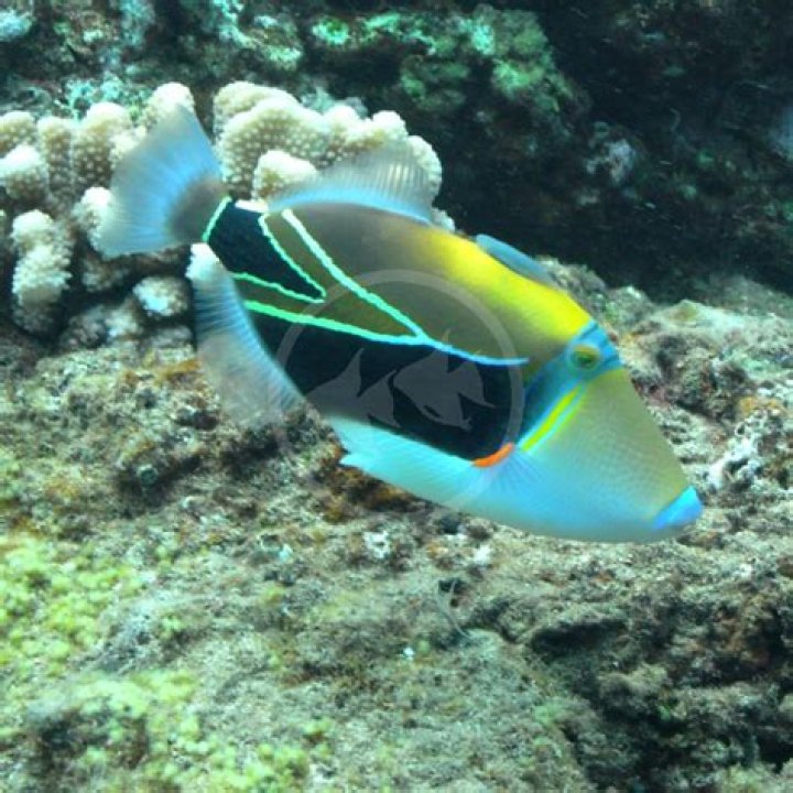 Discover the Fascinating World of Humu Humu: A Unique Marine Wonder