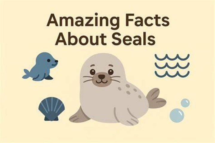 Discover the Fascinating World of Seals: What is a Seal in French and Beyond