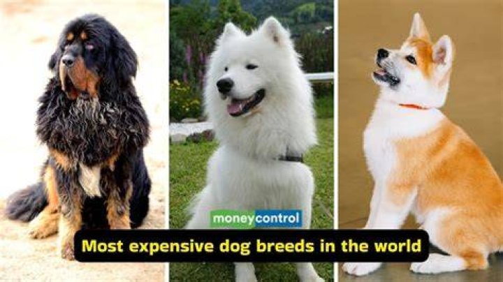 Discover the Most Expensive Dog Breeds in the World
