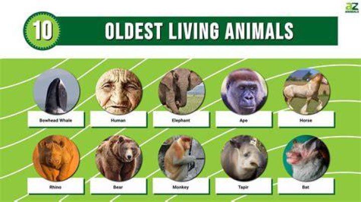 Discover the Oldest Living Animal on Earth: A Journey Through Time
