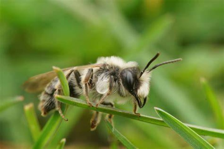 Do Andrena End Up Together: A Comprehensive Exploration