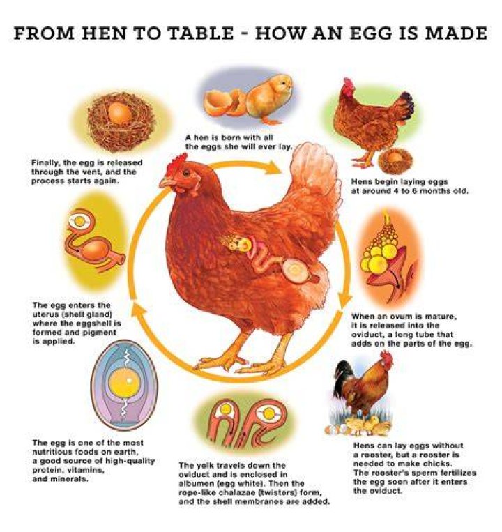 Do Chickens Need Roosters to Lay Eggs? Understanding the Basics of Chicken Reproduction