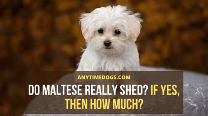 Do Maltese Poodle Dogs Shed? A Comprehensive Guide