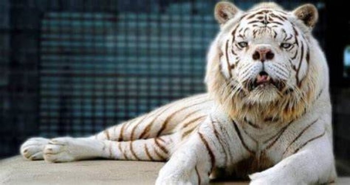 Downy Drome Tiger: The Majestic Beauty of the Feline World