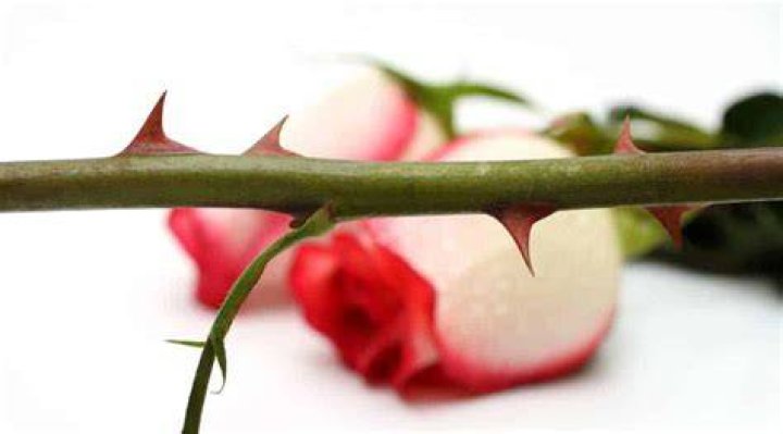 Every Rose Has Its Thorn: A Comprehensive Guide to Understanding the Beauty and Challenges of Roses