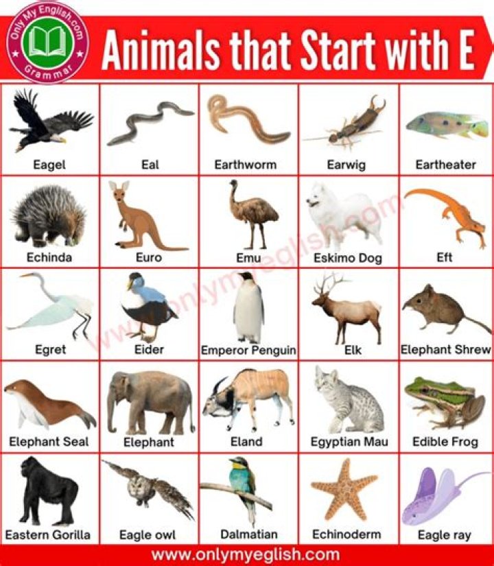 Exploring the Fascinating World of Animals with Letter E