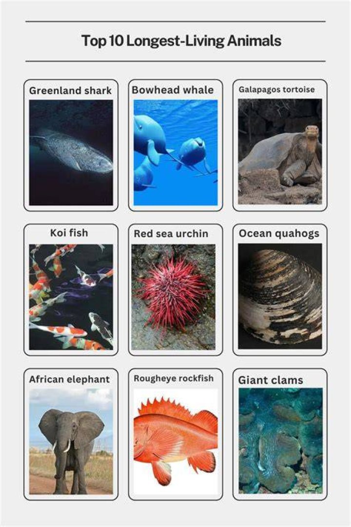 Exploring the Fascinating World of the Longest Living Animals