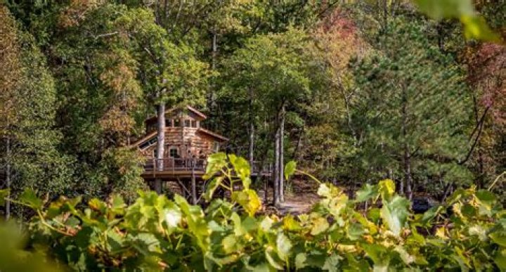 Exploring the Services Offered by Treehouse Vineyards: A Comprehensive Guide