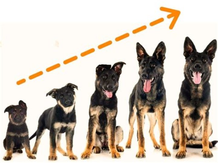 German Shepherd Adulthood: Everything You Need to Know About Their Growth and Development