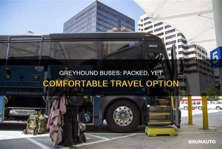Greyhound Express Buses: Your Ultimate Guide to Comfortable and Affordable Travel