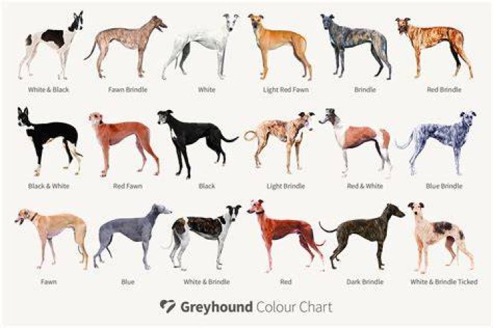 Greyhound: The Ultimate Guide to Understanding This Majestic Breed