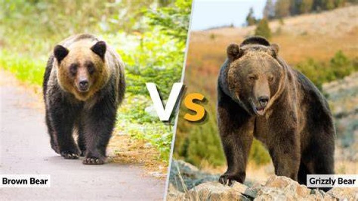 Grizzly vs Brown Bears: Unveiling the Key Differences and Fascinating Facts