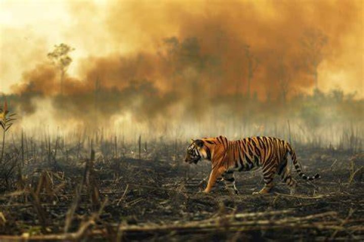 Habitat Loss Tigers: Understanding the Crisis and Finding Solutions