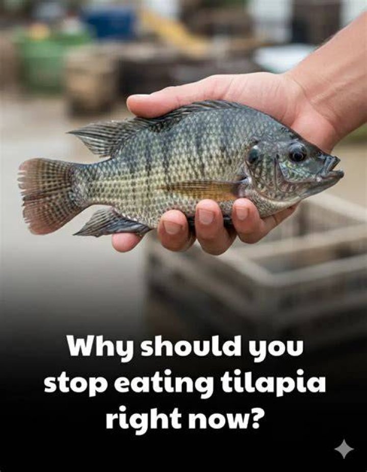 Health Risks of Tilapia: What You Need to Know