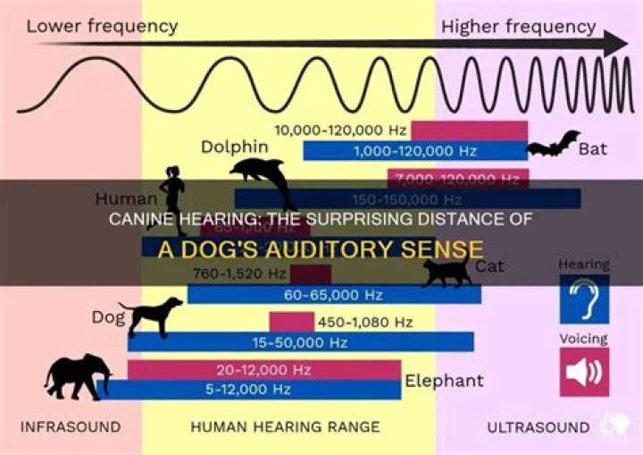 How Good Is a Dog's Hearing? Unlocking the Incredible Canine Auditory World