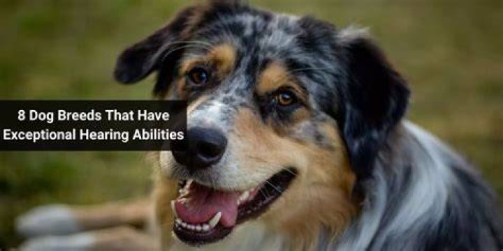 How Good Is a Dog's Hearing? Unveiling the Incredible Auditory Abilities of Our Canine Companions