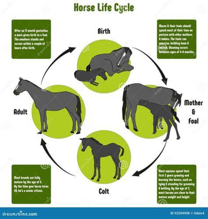 How Long is a Horse Lifespan? Understanding the Life Cycle and Care Needs of Horses