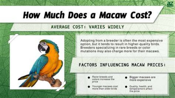 How Much Do Macaws Cost: A Comprehensive Guide to Understanding Macaw Prices