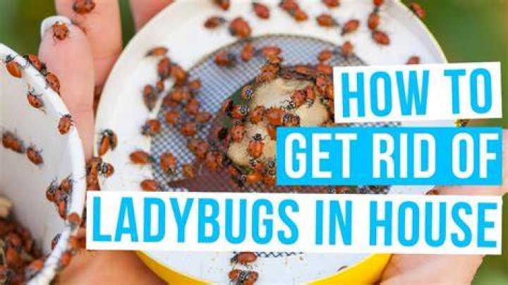 How to Prevent Ladybugs from Getting Inside: Comprehensive Guide for Homeowners