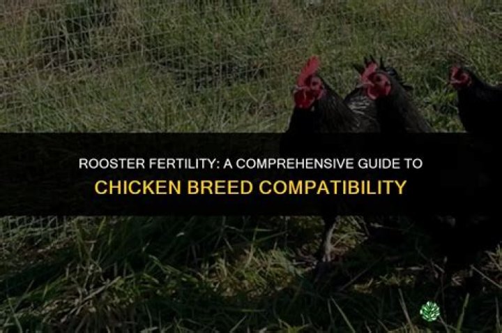 How to Successfully Fertilize Chicken Eggs: A Comprehensive Guide