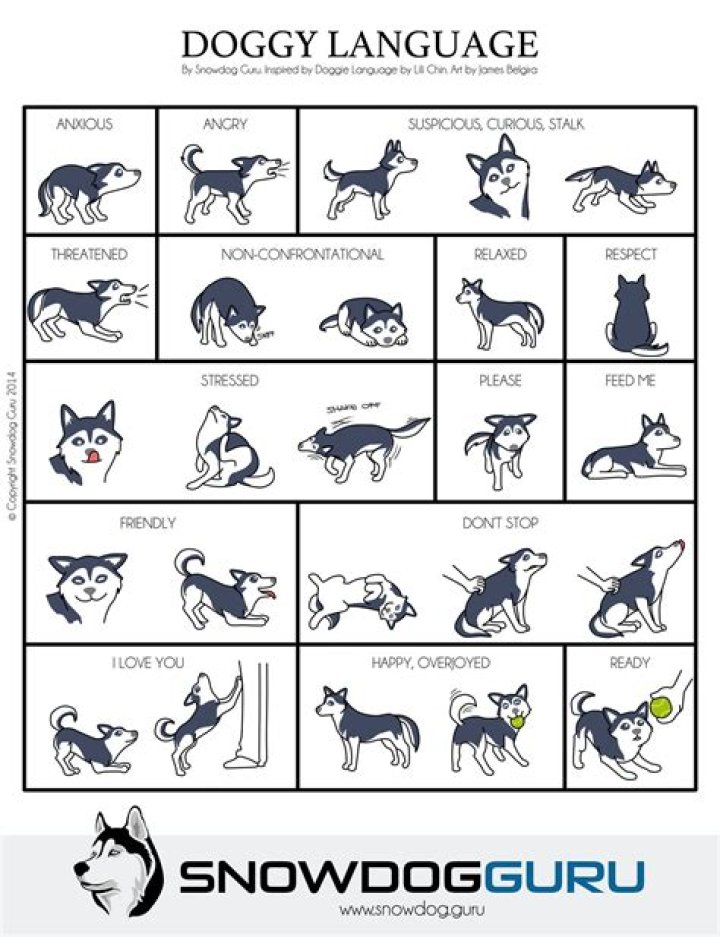 Husky Body Language: Understanding Your Snow Wolf's Silent Communication