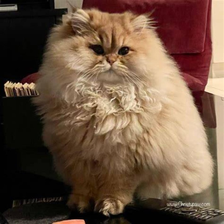Is Fluffy a Republican? Exploring the Political Affiliation of Fluffy the Cat