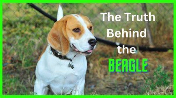 Is Meet Beagle Legit? Unveiling the Truth Behind the Platform