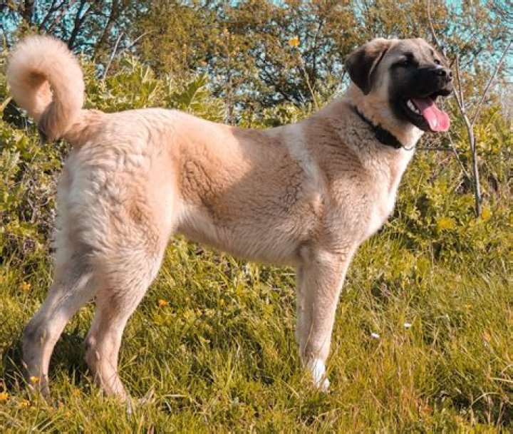 Kangal: The Majestic Guard Dog Breed