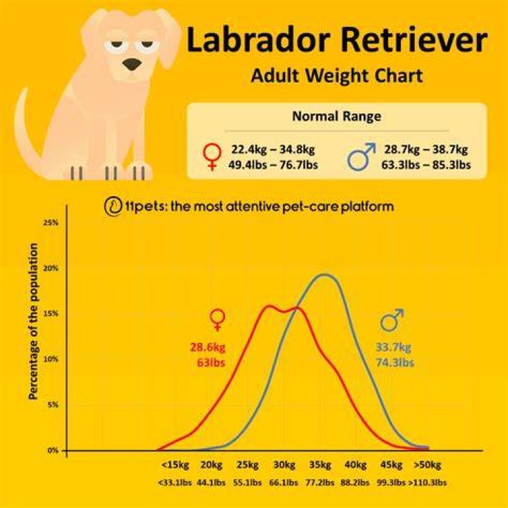 Labrador Retriever Average Weight: A Comprehensive Guide