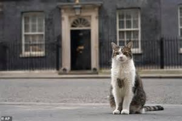 Larry the Cat at Downing Street: The Beloved Chief Mouser and His Remarkable Journey