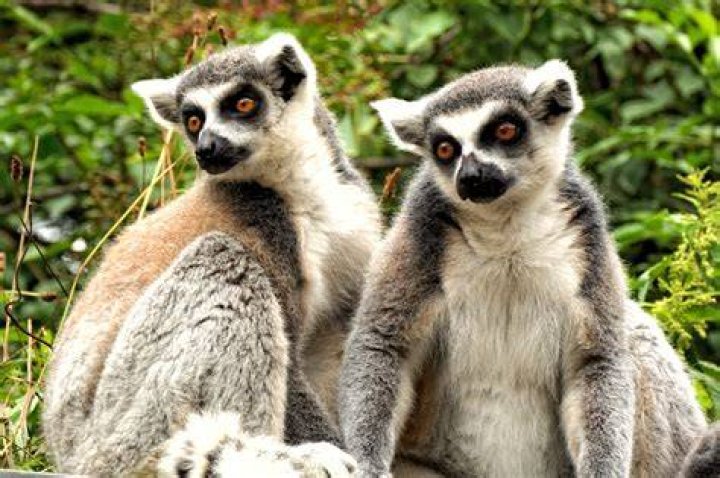 Lemur from Madagascar: A Closer Look at the Iconic Primate