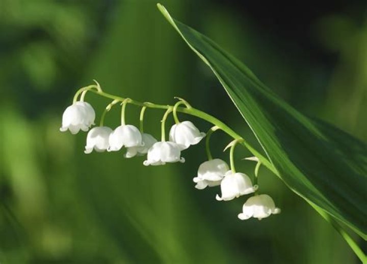 Lily of the Valley Poison Antidote: A Comprehensive Guide to Safety and Treatment