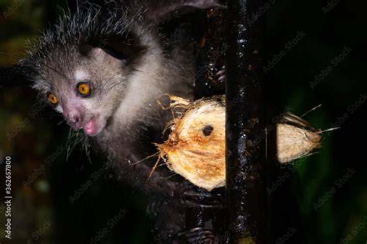 Maurice Aye-Aye: The Fascinating Creature of Madagascar