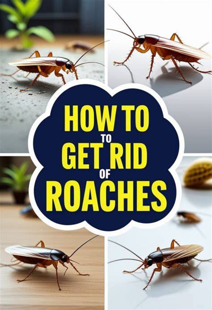 Most Effective Roach Killer: Ultimate Guide to Eliminate Roaches for Good