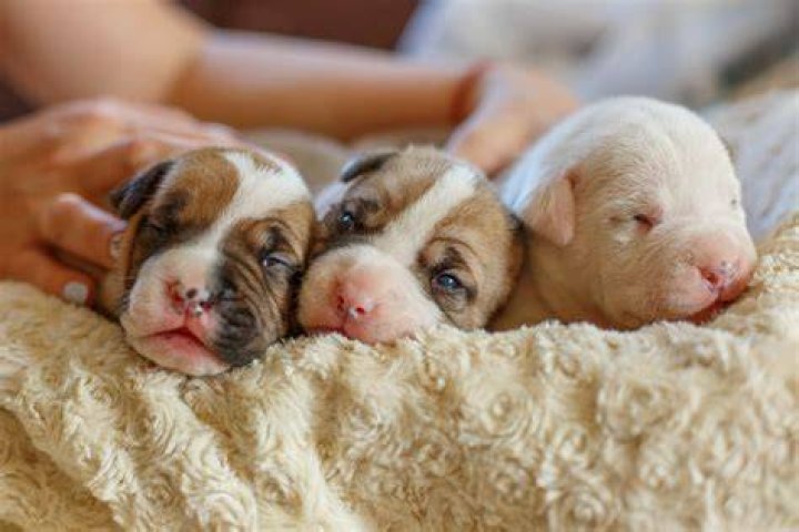 Newborn Puppies Eyes Open: A Complete Guide for Dog Owners