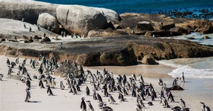 PenguinSeason Ticket Cost: A Comprehensive Guide to Planning Your Penguin Watching Adventure