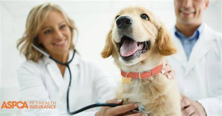 Pet Insurance ASPCA: Comprehensive Guide to Protecting Your Beloved Companion